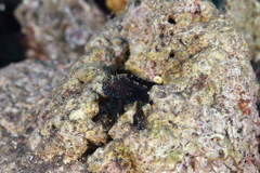 Emblemaria pandionis