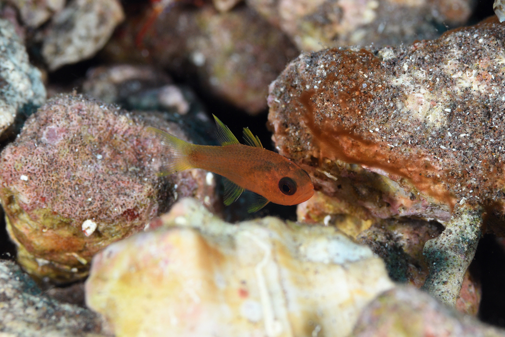 Sawcheek cardinalfish (Apogon quadrisquamatus) — Apogonidae