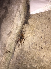 Cardiodactylus novaeguineae