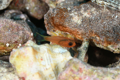 Apogon quadrisquamatus