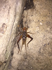 Cardiodactylus novaeguineae