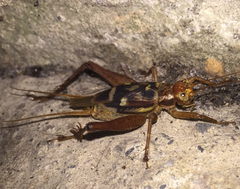 Cardiodactylus novaeguineae