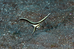 Eques lanceolatus