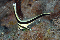 Eques lanceolatus