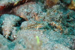 Coryphopterus eidolon