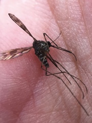 Culiseta incidens