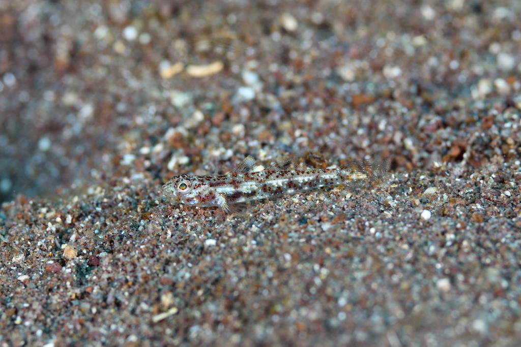 Kuna Goby