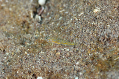Coryphopterus eidolon