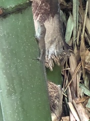 Anolis