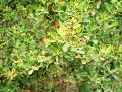 Leucophyllum langmaniae