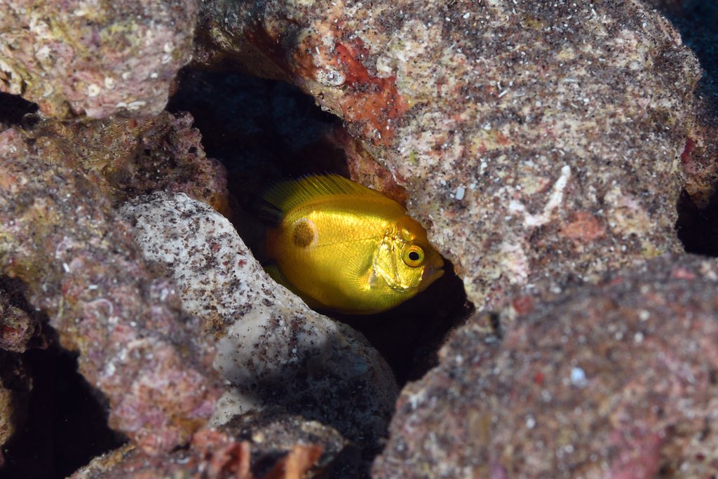 Photo of Rock beauty (Holacanthus tricolor)