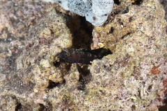 Emblemaria pandionis