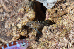 Emblemaria pandionis