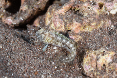 Emblemaria pandionis