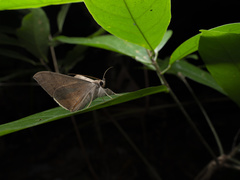 Oxyodes