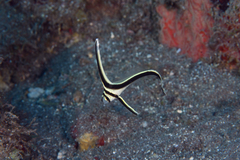 Eques lanceolatus