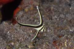 Eques lanceolatus