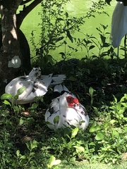 Cairina moschata domestica