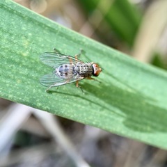 Pygophora apicalis
