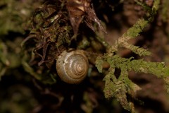 Coneuplecta calculosa