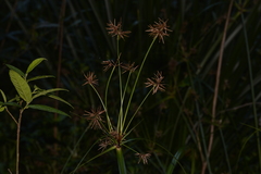 Cyperus gunnii