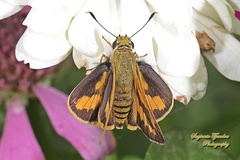 Cephrenes trichopepla