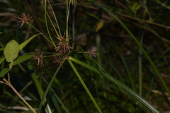 Cyperus gunnii