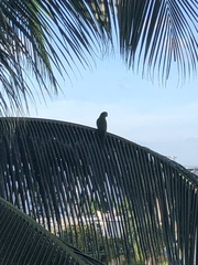 Psittacara chloropterus