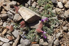 Oxytropis oreophila