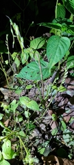 Baculomia siamensis
