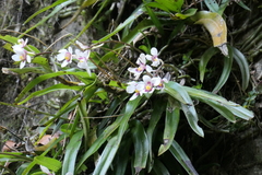 Sarcochilus