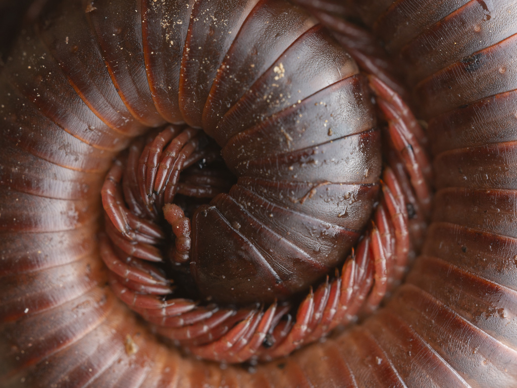 Rusty Millipede