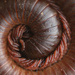 Rusty Millipede - Photo (c) Lawrence Hylton, some rights reserved (CC BY), uploaded by Lawrence Hylton