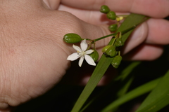 Libertia paniculata