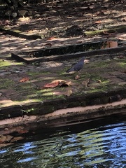 Columba livia domestica