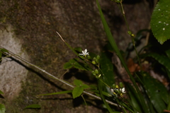 Libertia paniculata