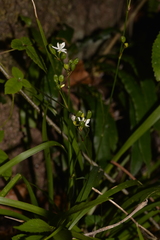 Libertia paniculata
