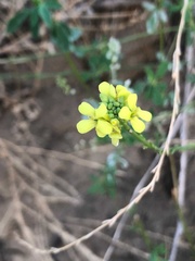 Hirschfeldia incana