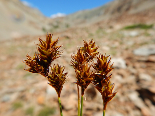 Carex proposita