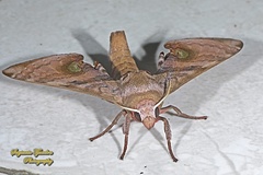 Daphnusa fruhstorferi