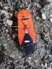 Oncopeltus nigriceps