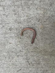 Lumbricus terrestris