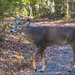 White-tailed Deer - Photo (c) Ed Hass, some rights reserved (CC BY-NC), uploaded by Ed Hass