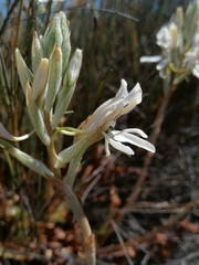 Disa draconis