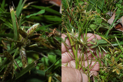 Cyperus flavescens