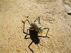Acanthoplus discoidalis