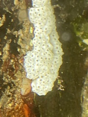 Polycitoridae
