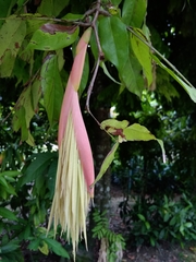 Brownea rosa-de-monte