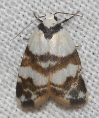 Thallarcha albicollis