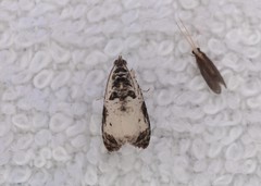 Olethreutes malana